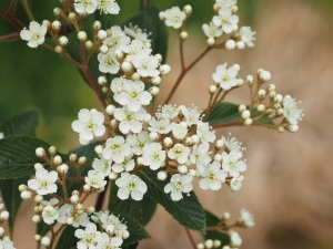 Sorbus dunnii (from Roundabarrow)
