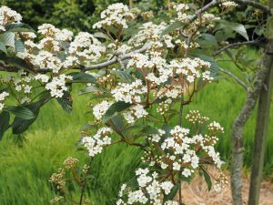 Sorbus dunnii (from Roundabarrow)