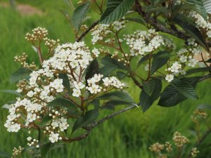 Sorbus dunnii (from Roundabarrow)