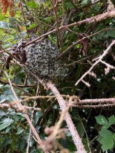 The long tailed tits nest