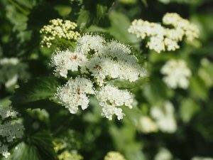 Viburnum dentatum ‘Blue Muffin’