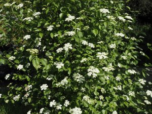 Viburnum dentatum ‘Blue Muffin’