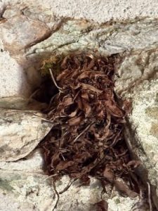 A wren’s nest