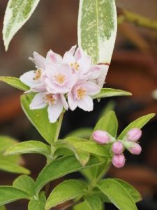 Deutzia calycosa
