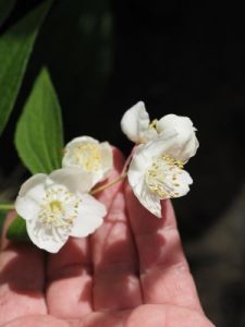Philadelphus melanocalyx