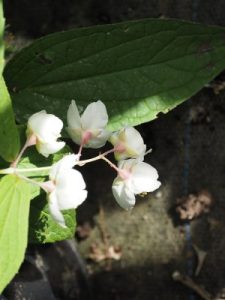 Philadelphus melanocalyx