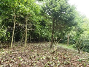 Ilex perado subsp. platyphylla