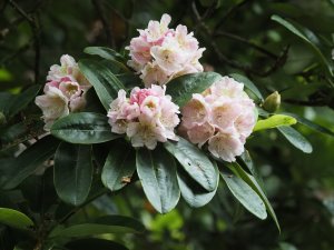 rhododendron grown from Group seed (via Mayor Howell)