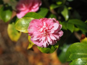 Camellia maliflora