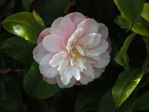 Camellia maliflora