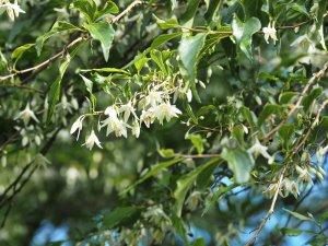 Styrax formosanus var. hayainus