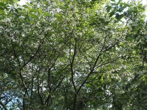 Styrax formosanus var. hayainus