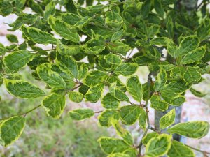 Fagus sylvatica ‘Bicolor Sartini’