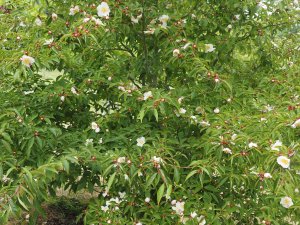 Stewartia rostrata