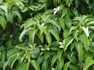 Cornus angustata ‘Empress of China’