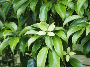 Cornus angustata ‘Empress of China’
