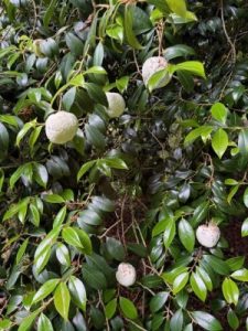 Camellia gall