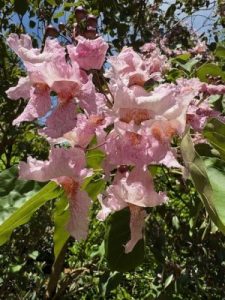 Catalpa bungei f. duclouxii