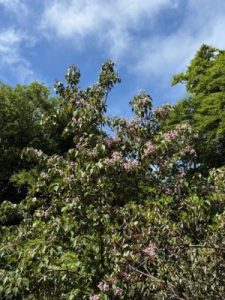 Catalpa bungei f. duclouxii