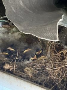Five pied wagtail chicks