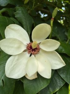 Magnolia x wieseneri ‘Aashild Kalleberg’