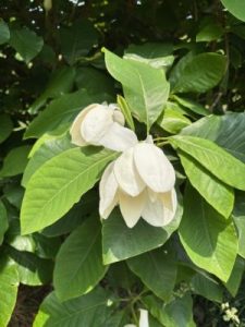 Magnolia x wieseneri ‘Aashild Kalleberg’