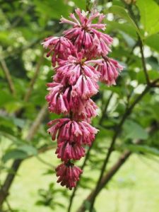 A very dark Syringa
