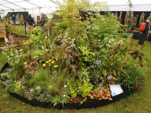 The Burncoose Nurseries stand at The Royal Cornwall Show