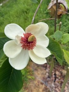 Magnolia x wieseneri ‘Charm & Fragrance’