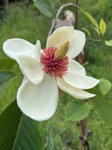 Magnolia x wieseneri ‘Charm & Fragrance’