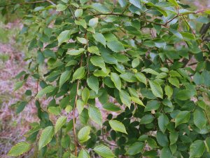 Carpinus turczaninowii var. turczaninowii (Farrer)