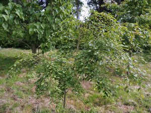 Carpinus turczaninowii var. turczaninowii (Farrer)