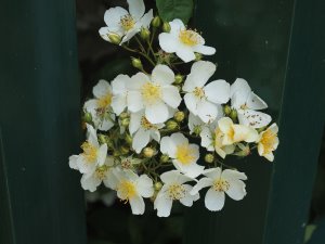Chinese rose