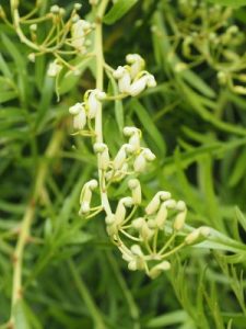 Lomatia tinctoria