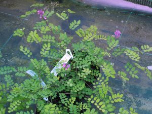 Indigofera himalayensis ‘Silk Road’