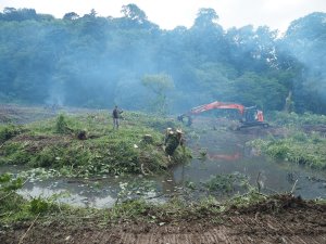 islands on Lake Patrick have been cleared of trees