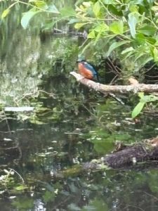 Kingfisher
