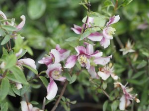 Philadelphus ‘Petite Perfume Pink’