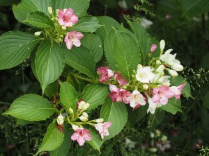 Weigela coraeensis