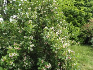 Weigela coraeensis