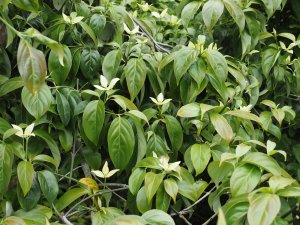 Cornus hongkongensis