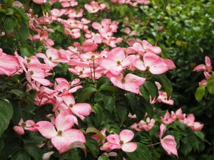 Cornus kousa ‘Satomi’