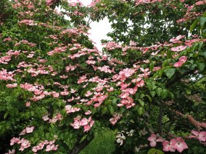 Cornus kousa ‘Satomi’