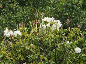 Rhododendron auriculatum