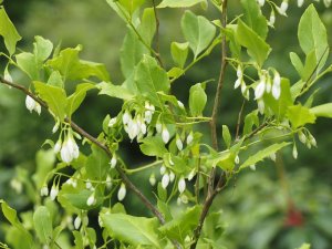Styrax americanus
