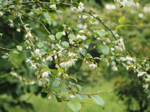 Styrax wilsonii