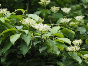 Cornus walteri