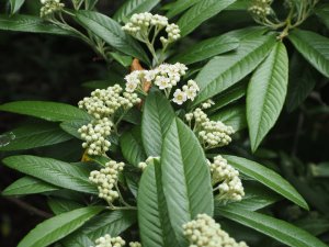 Cotoneaster ‘Exburiensis’