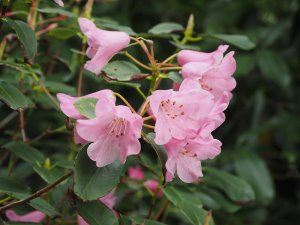 very late flowering rhodo. species