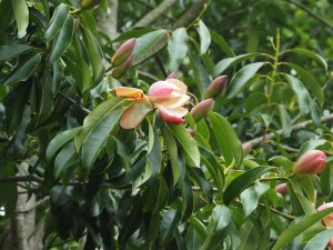 Magnolia (Manglietia) insignis